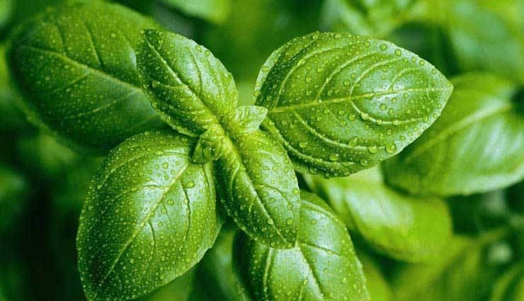 ارزش غذایی و خواص ریحان