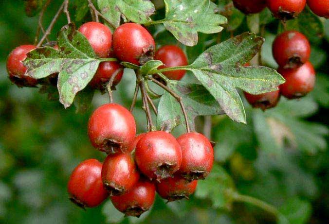 زالزالک فواید چای زالزالک