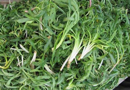 خواص گیاه خوراکی شنگ