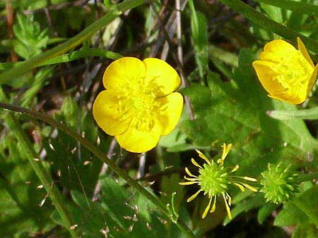 خواص درمانی و دارویی گیاه پنجه گربه