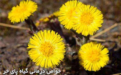 مشخصات و خواص درمانی گیاه پای خر
