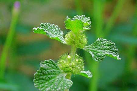 خواص درمانی عرق فراسیون