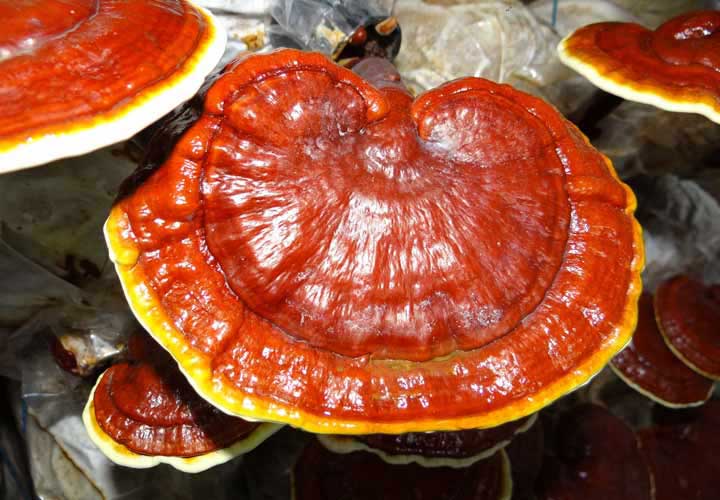 خواص قارچ گانودرما و مقدار مصرف آن