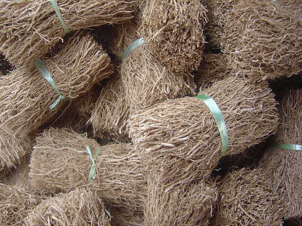 خواص روغن ریشه گیاه وتیور
